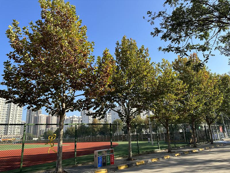 美丽校园图1